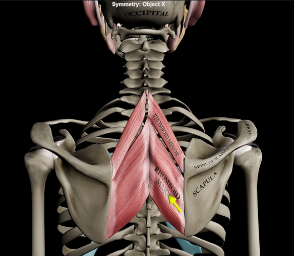 <p>Function: retracts &amp; adducts scapula</p><p>Origin: T1-T5</p><p>Insertion: medial border of scapula</p>