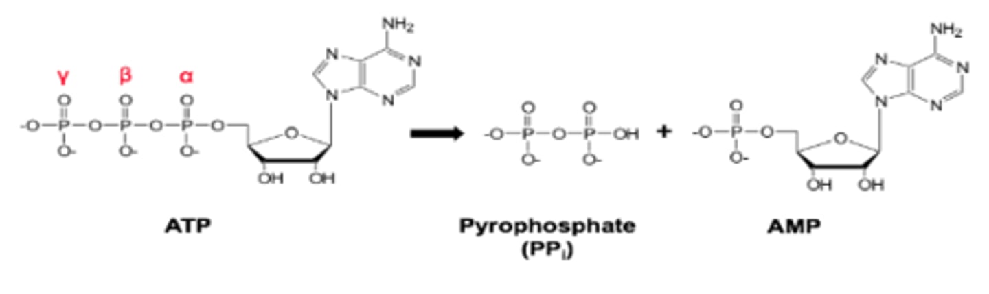 <p>- Coupled to energetically favourable reaction of ATP hydrolysis</p><p>-Highly exergonic process = releases a lot of energy (45.6 kJ/mol).</p><p>- Phosphoanhydride bonds (α-β and β-γ) are "high-energy" bonds.</p><p>- Hydrolysis products have less charge repulsion, higher resonance stabilisation and better solvation.</p>
