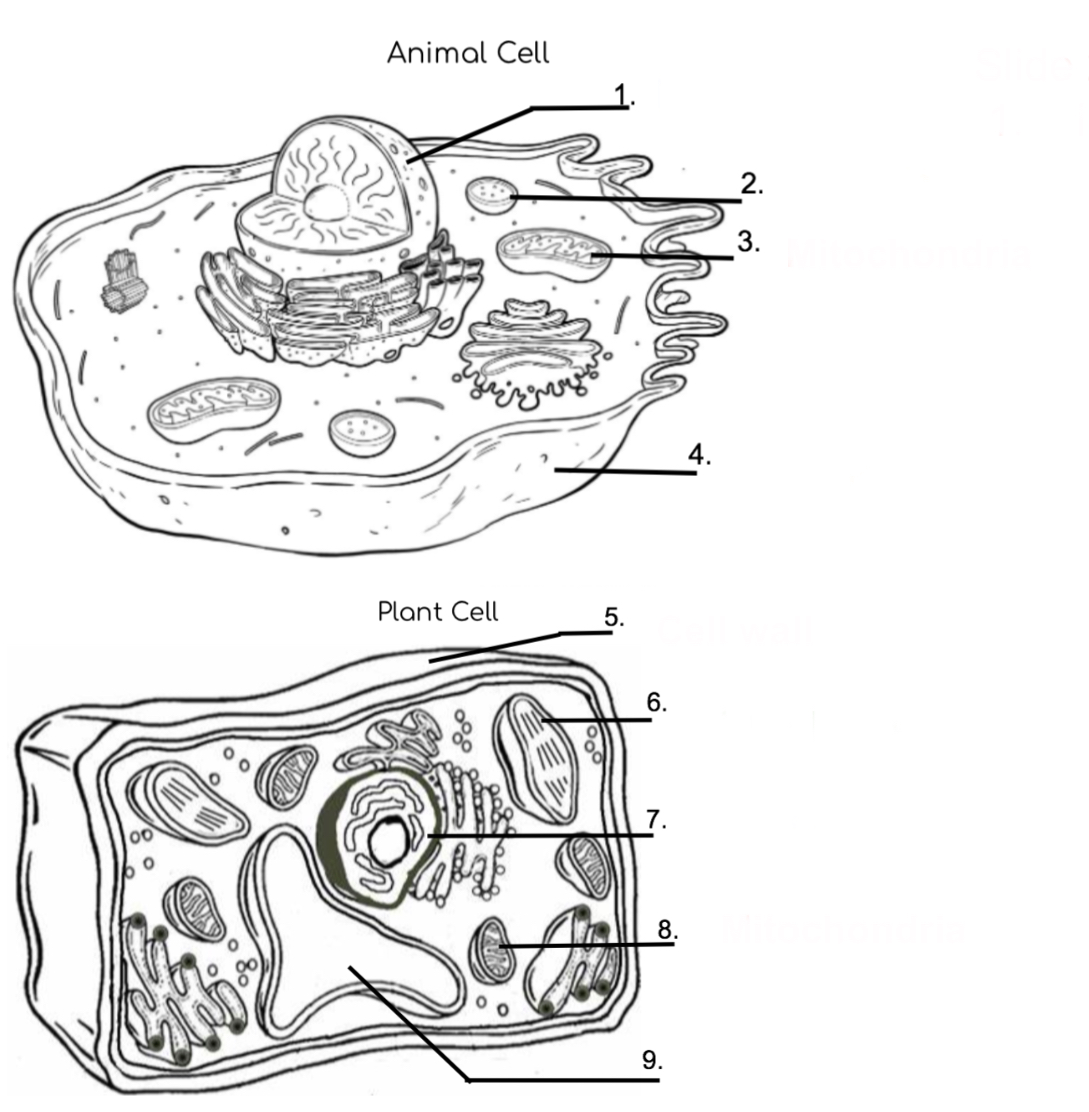 <p>True or false : Both animal cells and plant cells have a nucleus, cell membrane, cytoplasm, and mitochondria</p>