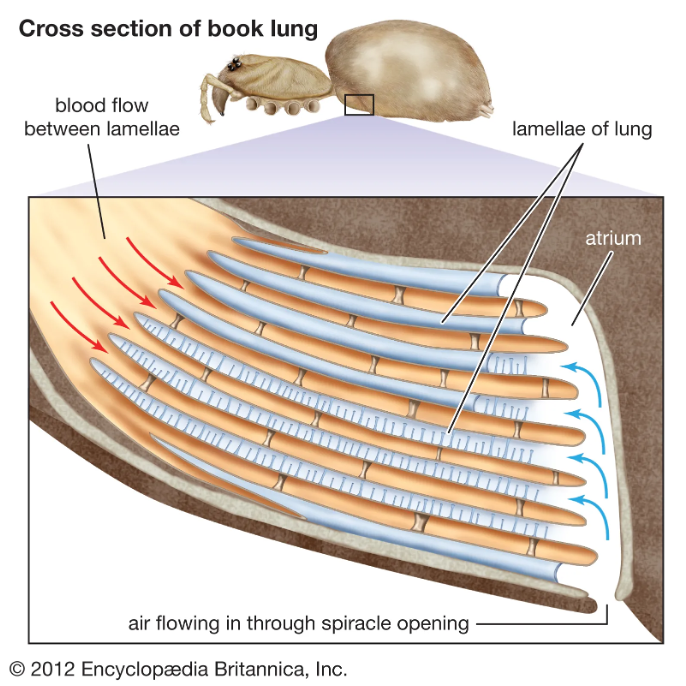 <p>•Possess Chelicerae (pincers or fangs)</p><p>•Possess Pedipalps (accessory appendages beside the mouth)</p><p>•No antennae or mandibles</p><p>•3 or 4 pairs of ocelli (eyes)</p><p>•2 body regions</p><p>•Cephalothorax &amp; abdomen</p><p>•6 pairs of appendages in total</p><p>•4 pairs of legs, 1 set of chelicerae, 1 set of pedipalps</p><p>•Breathe using gills or book lungs</p><p>•Often have a vestigial tracheal network</p><p>(Spiders, Horseshoecrap, Scorpions)</p>