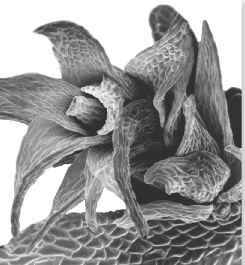 <p>Two genera, Sphagnum, and Ambuchanania.</p><p>The sporophytes are red to blackish brown capsules that are raised on a pseudopodium</p><p>Contains a protonema, that is one cell layer thick that grows by marginal meristem</p><p>The gamtophyte arises from bud like structure that grows from one of the marginal cells</p>