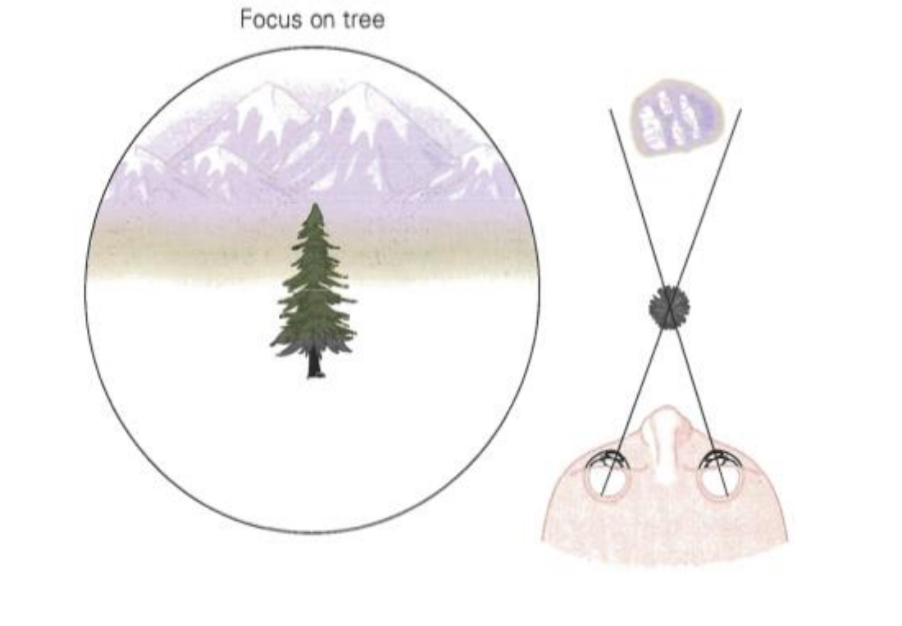 <ul><li><p><strong>Focus on Tree (Near Object)</strong></p></li><li><p>The eyes are rotated&nbsp;<strong>inward</strong>, so they are&nbsp;<strong>converging</strong>.</p></li><li><p>This brings the nearby tree into focus.</p></li><li><p><strong>Visual Perception:</strong></p><ul><li><p>The tree is clear and sharp.</p></li><li><p>The mountain is now blurry due to being outside the focal plane.</p></li></ul></li><li><p><strong>Neural Representation:</strong></p><ul><li><p>The tree is now centered on the fovea in both eyes.</p></li></ul></li></ul><p></p>