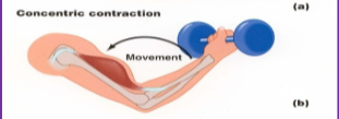 <p>Concentric Contraction:</p>