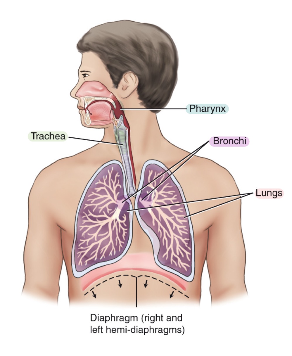<p>System for gas exchange between air and blood; consists of pharynx, trachea, bronchi, and lungs.</p>