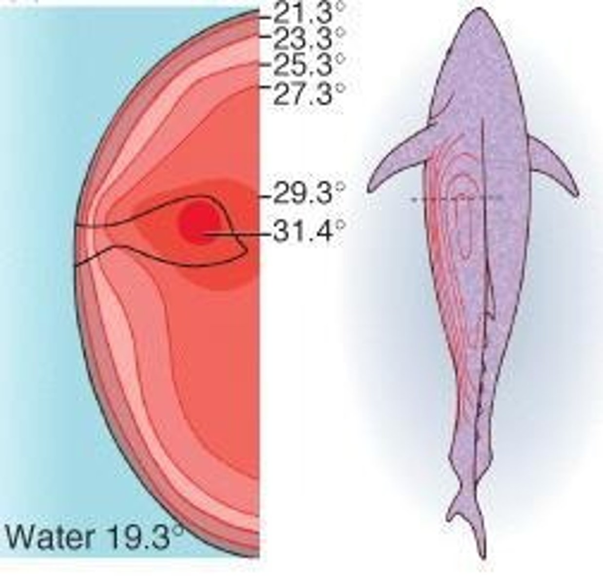 <p>Through the constant flapping of its pectoral fins by the swim muscle.</p>