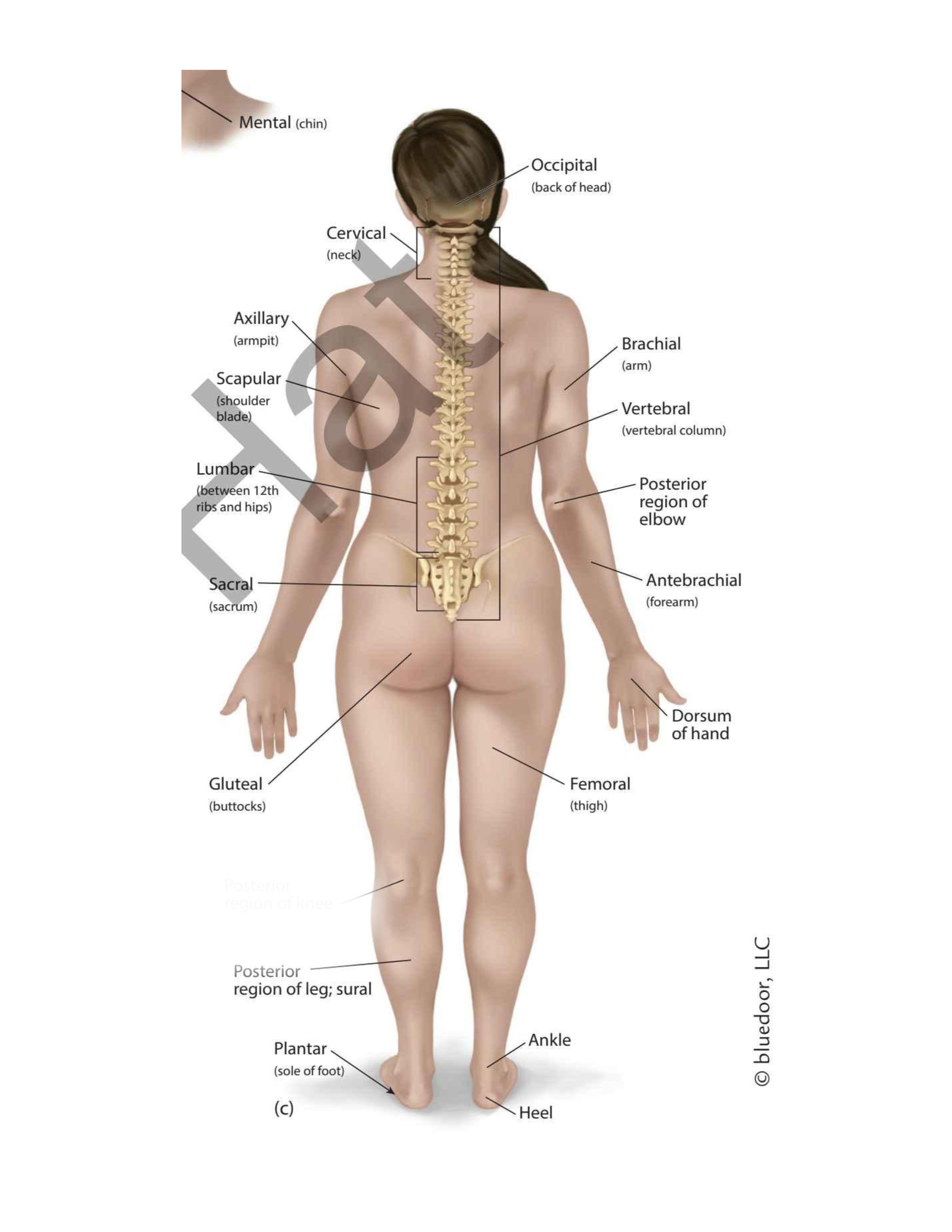 <p>(back knee)</p>