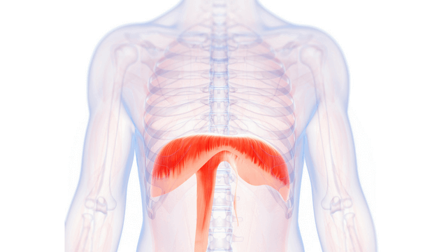 <p>Origin: xiphoid process, costal cartilage of lower 6 ribs, lumbar vertebrae</p><p>Insertion: central tendon</p><p>Action: flattens downward </p>