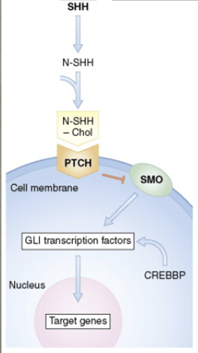 <p>sonic hedgehog (SHH)</p><p>inactivates</p><p>axis (neural tube)</p>