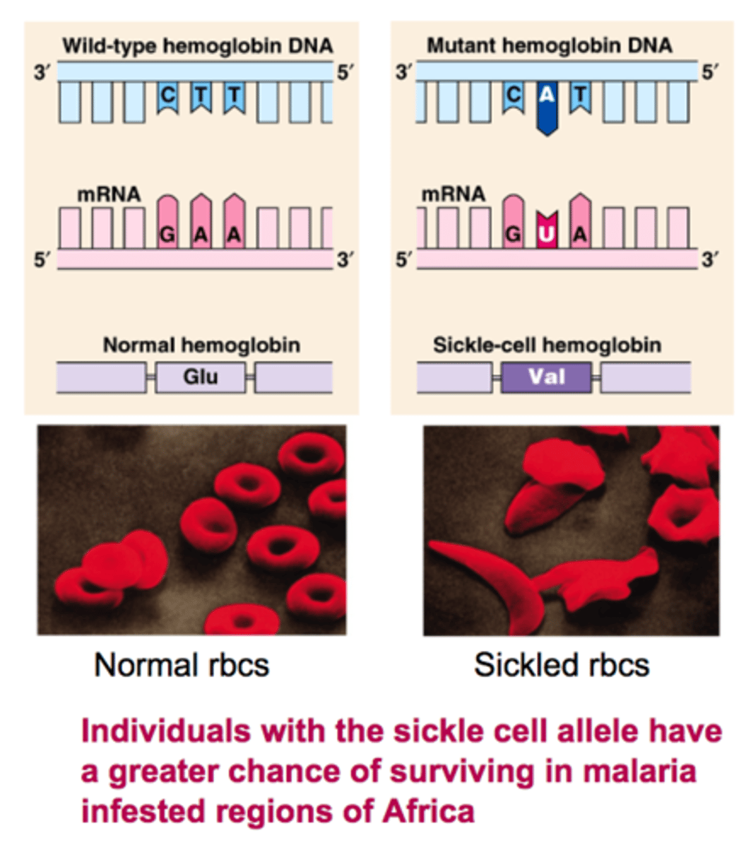 <p>Small changes at the level of DNA can have large effects on populations in their environment; while mutations are random, evolution via natural selection is NOT a random process; individuals with certain alleles have a better chance of surviving and passing on their genes</p>