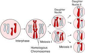 <p>Stages of Meiosis</p>