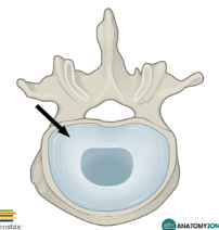<p>Describe the Annulus Fibrosus.</p>