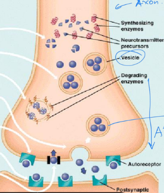 <p>Process of dopaminergic neurotransmission</p>