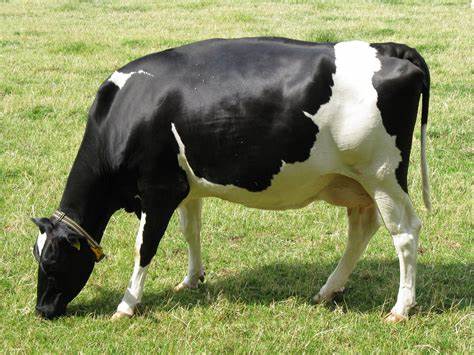 <p>COW</p>