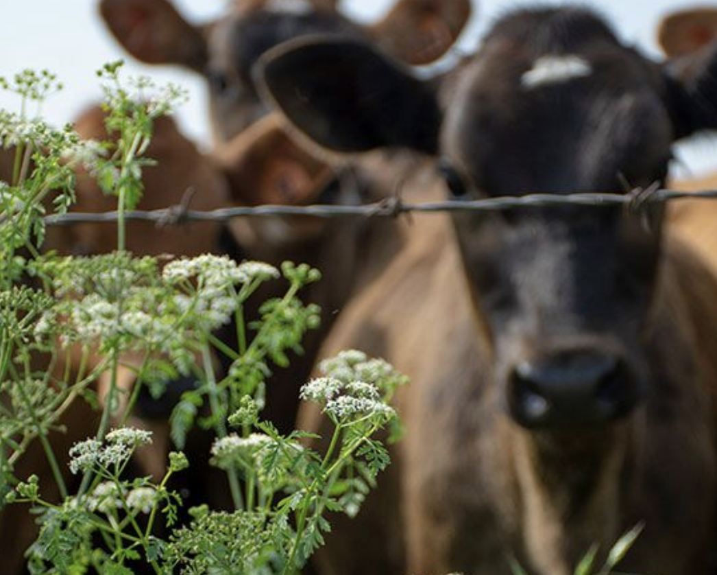 <p>multiple congenital contractures, cleft palate</p>