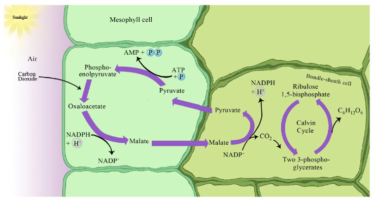 Dark reaction happens in ^^**bundle-sheath cell**^^

* another enzyme brings CO₂ into bundle-sheath for carbon fixation

\
Happens in leaves of plants that live in hot & dry locations (e.g. corn, sugar cane)

* higher O₂ concentration near leaf
  * mesophyll cell takes CO₂ + PEP → oxalacetate by PEP carboxylase
  * oxalacetate reduced by NADPH → malate
  * malate enter B-S cell through diffusion to make pyruvate
  * REDOX reaction of malate to make CO₂ to enter calvin cycle
* pyruvate can go back → PEP
* energy intense