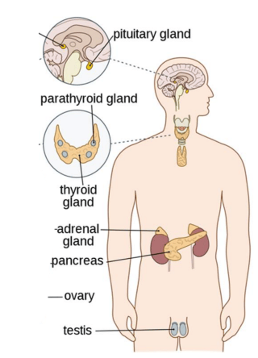 <p>located in upper abdomen, mangaes blood sugar using insulin/glucagon, insulin breaks down glucose, produces enyzmes to break down carbs, fats, proteins</p>
