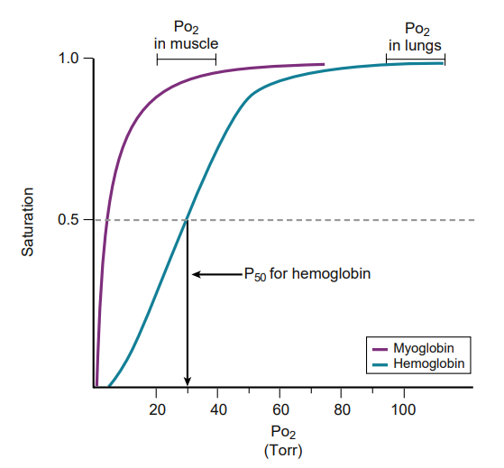 <p>Myoglobin has a lower P50 than hemoglobin; therefore it has a greater affinity for O2. Thus O2 is bound to myoglobin in all cases except .</p>