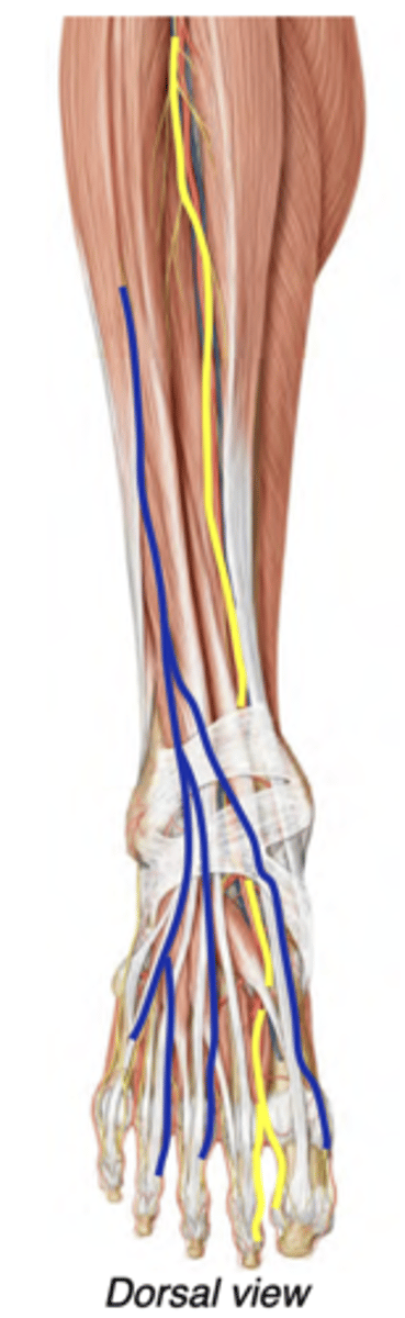 <p>The superficial fibular nerve (blue) continues into the skin of much of the dorsum of the foot--No motor innervation in foot</p><p>The deep fibular nerve (yellow) enters the foot deep to the extensor muscles --&gt; Innervates extensors digitorum &amp; hallucis brevis</p>