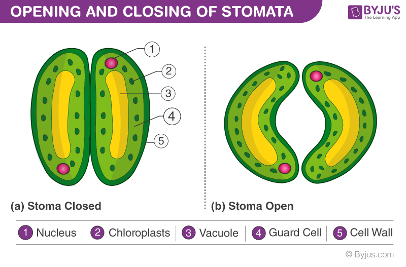 <p>Benenne den Öffnungsmechanismus der Stomata</p>