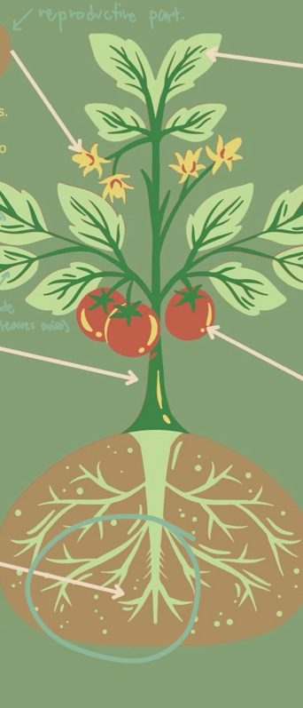 <p>essential underground parts of a plant; root system </p>