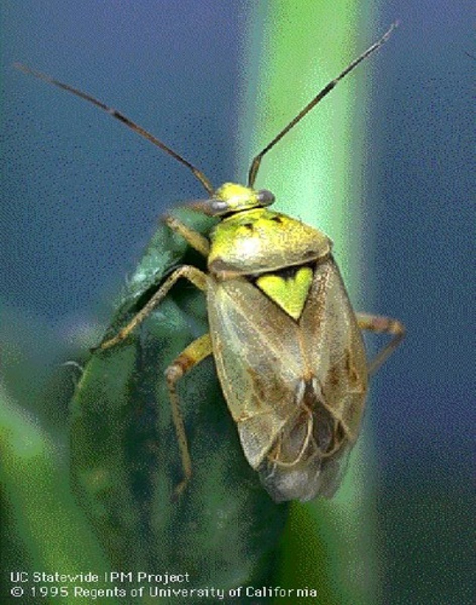 <p>trichobothria on meso- &amp; metafemora is a feature unique to mirids</p><p>Other useful features:</p><p>lack of ocelli (ocelli may be absent in other bugs, e.g. Cnemodus or Largidae, yet present in a few mirids (Isometopinae)</p><p>presence of a cuneus (a triangular-shaped region at the distal end of the fore wing) (also present among cimicoids, incl. Anthocoridae, Cimicidae, and Microphysidae)</p><p>membrane with 2 closed cells</p><p>appendages mostly long and thin</p>