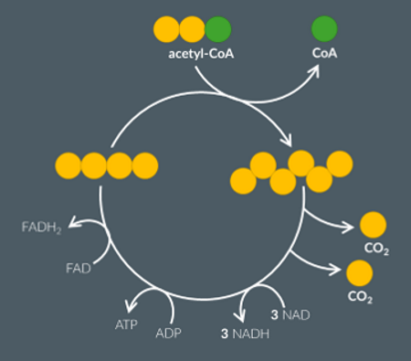 <p><span><span>Acetyl CoA produced in the link reaction enters the Krebs cycle, where it reacts with a molecule containing 4 carbons to produce a new molecule containing 6 carbons. </span></span></p><p><span><span>Coenzyme A is removed in this reaction. </span></span></p><p><span><span>Then, in a series of oxidation and reduction reactions, the 6-carbon molecule is converted back into the 4-carbon molecule. </span></span></p><p><span><span>Carbon dioxide is produced as two carbon atoms are lost.</span></span></p><p><span><span> In addition, for every acetyl CoA molecule that enters the Krebs cycle, one ATP molecule is produced as an ADP molecule reacts with a phosphate group. </span></span></p><p><span><span>Also, intermediate molecules in the Krebs cycle lose hydrogen atoms, which reduces NAD and FAD to produce NADH and FADH2 respectively.</span></span></p>
