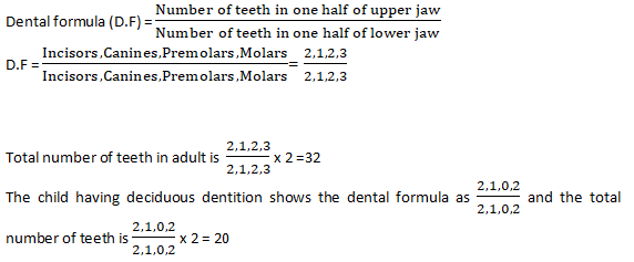 Human Dental Formula