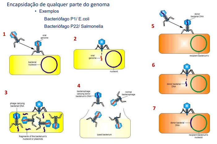 <p>A <strong>transdução generalizada </strong>está associada ao ciclo lítico de um fago. Este, ao infetar a bactéria, solta também as suas nucleases para destruir o genoma bacteriano, replicar o seu próprio genoma lá dentro, e criar novas cópias de si mesmo. Ao criar estas novas cópias, vai haver uma nova encapsidação, ou seja, o novo fago criado vai ter genoma dentro da sua cápside. Acontece que, 1 em cada 10<sup>7</sup> fagos não leva DNA viral mas sim apenas DNA bacteriano da bactéria hospedeira.</p><p>Note-se que se chama tradução generalizada porque, como inicialmente o fago destrói todo o genoma para se replicar, qualquer gene pode ser “apanhado” pelo fago recém-criado e passado para a nova bactéria.</p>