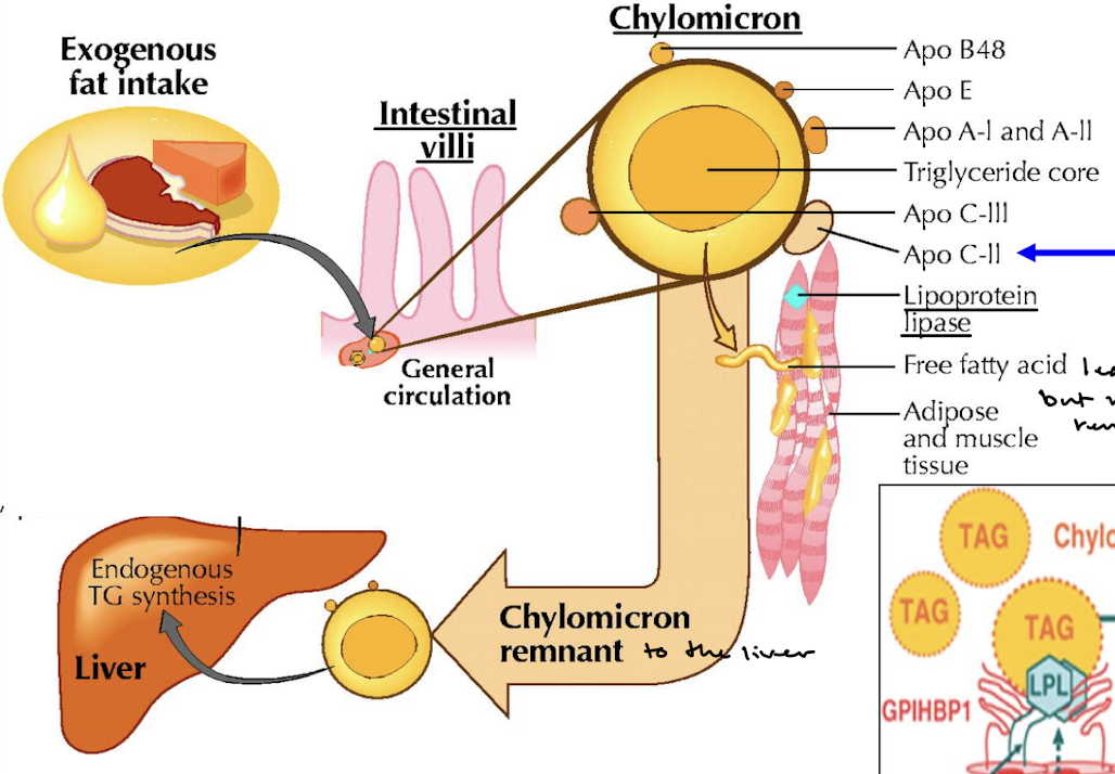 <p>Formed in intestinal villi to absorb fatty acids and cholesterol and mobilize them to the bloodstream.</p>