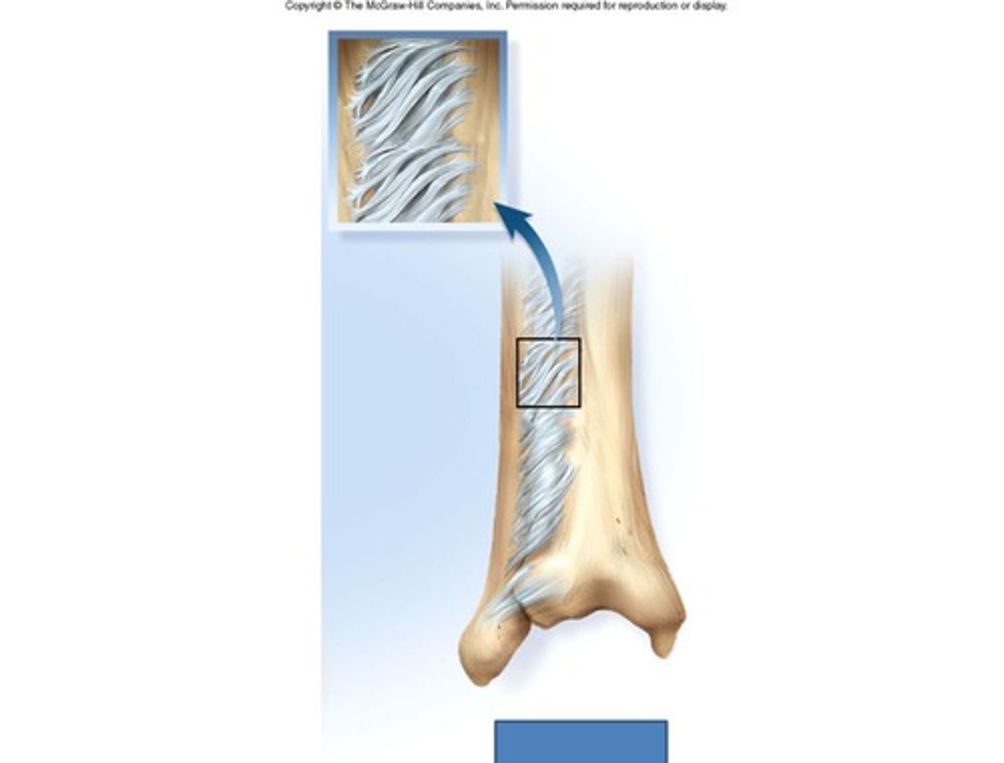 <p>single layer of FT</p>