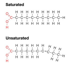 <p>one components of a triglyceride</p>
