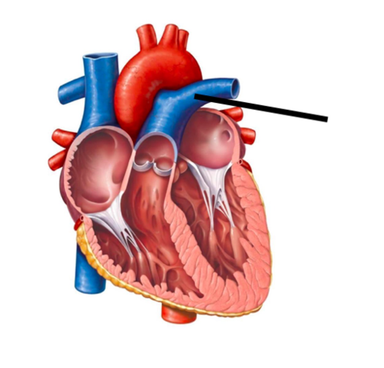<p>the artery carrying blood from the right ventricle of the heart to the lungs for oxygenation</p>