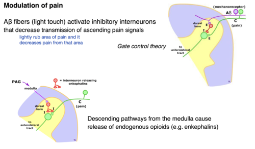 A beta fibers (light touch) activate inhibitory interneurons that decrease transmission of ascending pain signals 

descending pathways from medulla cause release of endogenous opioids (enkephalins)
