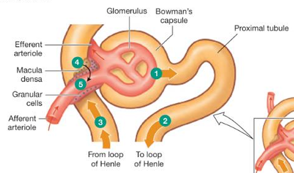 <ol><li><p>the GFR increases</p></li><li><p>flow through the tubules increases</p></li><li><p>flow past the macula densa increases</p></li><li><p>paracrine signal from the macula densa to afferent arteriole</p></li><li><p>afferent arteriole constricts</p></li><li><p>resistance in afferen arteriole increases</p></li><li><p>hydrostatic pressure in glomerulus decreases</p></li><li><p>GFR decreases</p></li></ol><p></p>