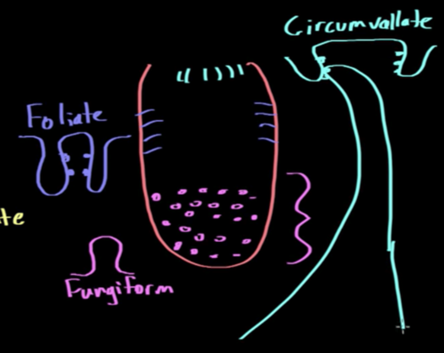 <p>(C) Circumvallate</p><p>Circumvallate taste buds flat mound structures that are primarily found in posterior portion of the tongue.</p>