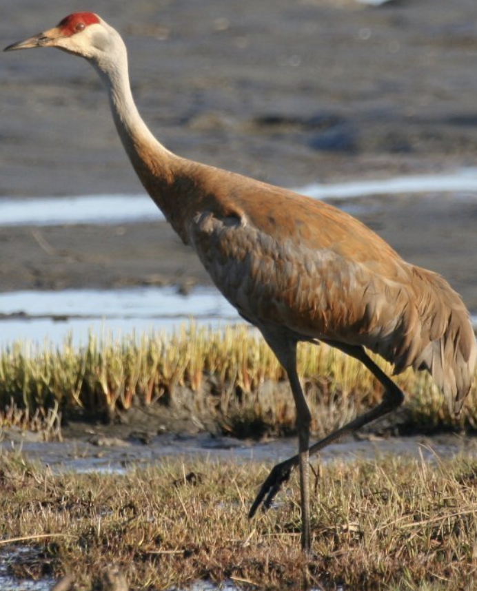 <p>bird?</p>