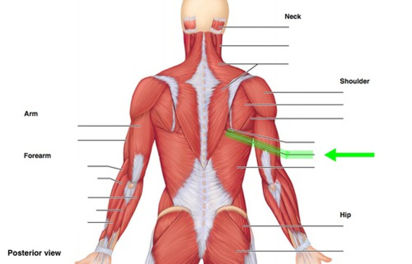 <p>Location:</p><p>Back</p><p>Description:</p><p>Small, triangular gap between trapezius and latissimus dorsi muscles and inferior part of medial scapular border</p><p>Floor of triangle formed by rhomboid major muscle and thoracolumbar fascia</p>