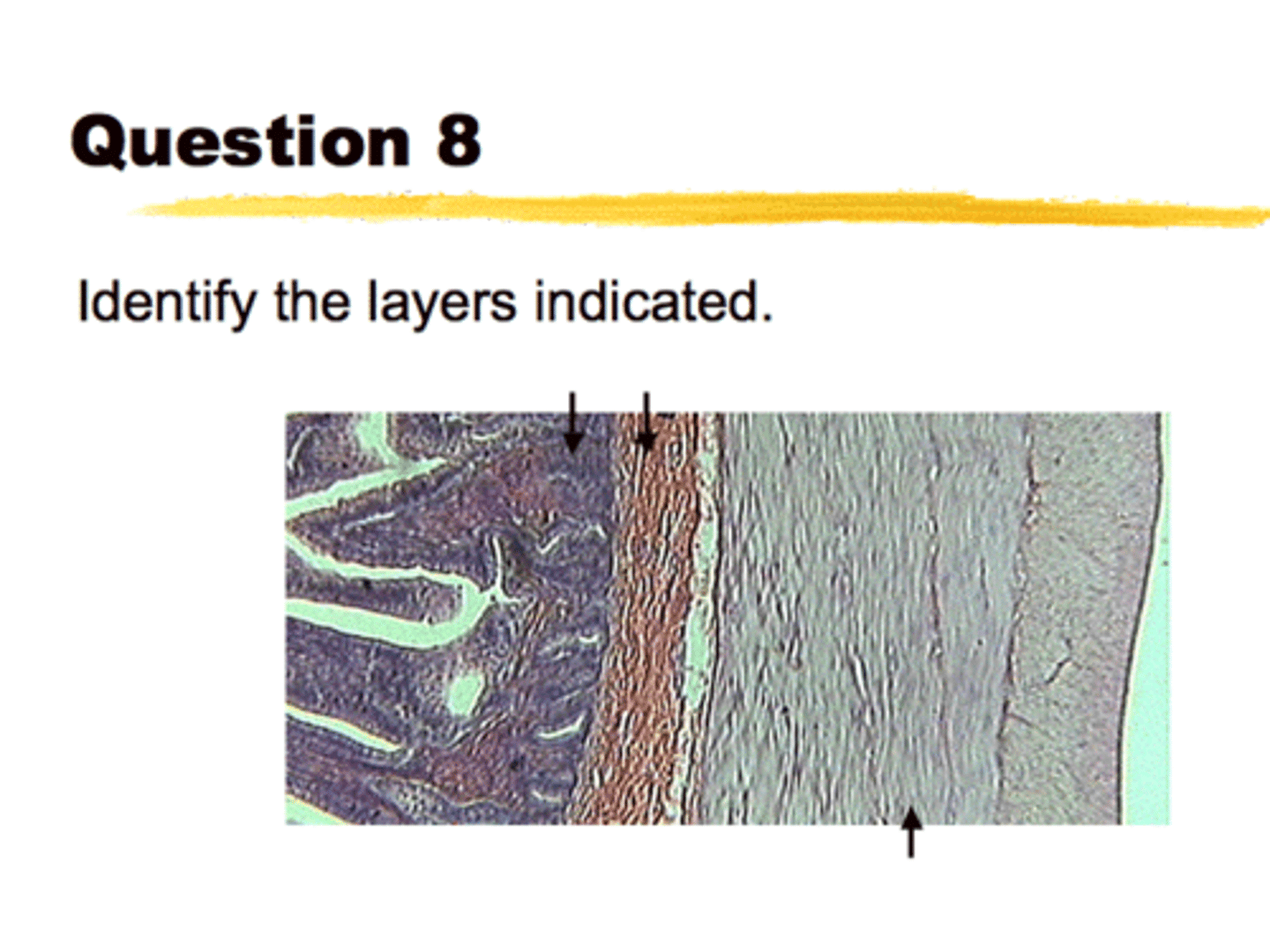 <p>What is this slide a photo of?</p>