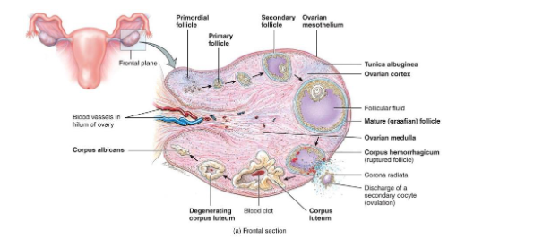 <p><span><span>Ovulation</span></span></p>