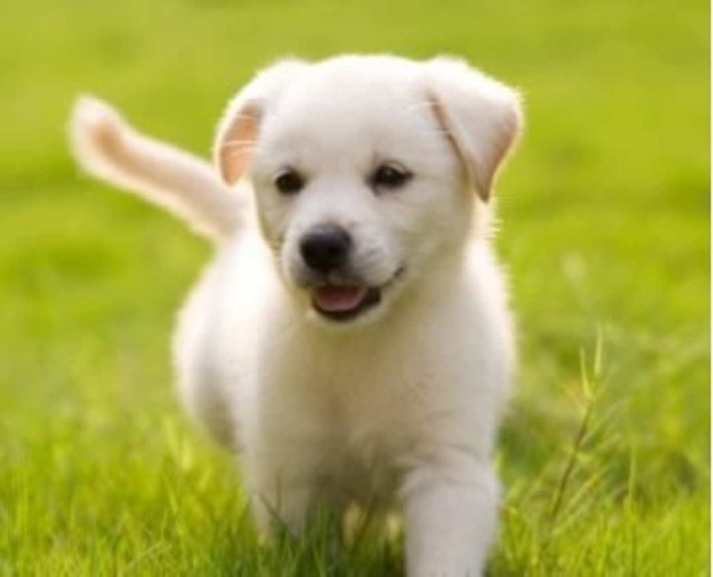 <p>a dog</p>