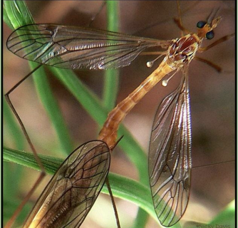 <p>Class 2-moderately sensitive</p>