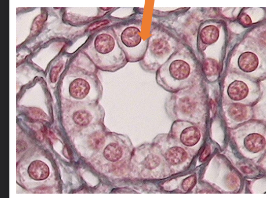 <p>what tissue is this</p>