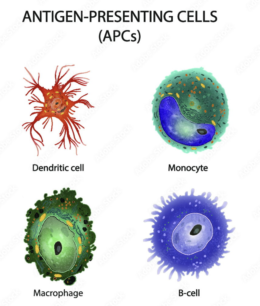 <p>APC</p>