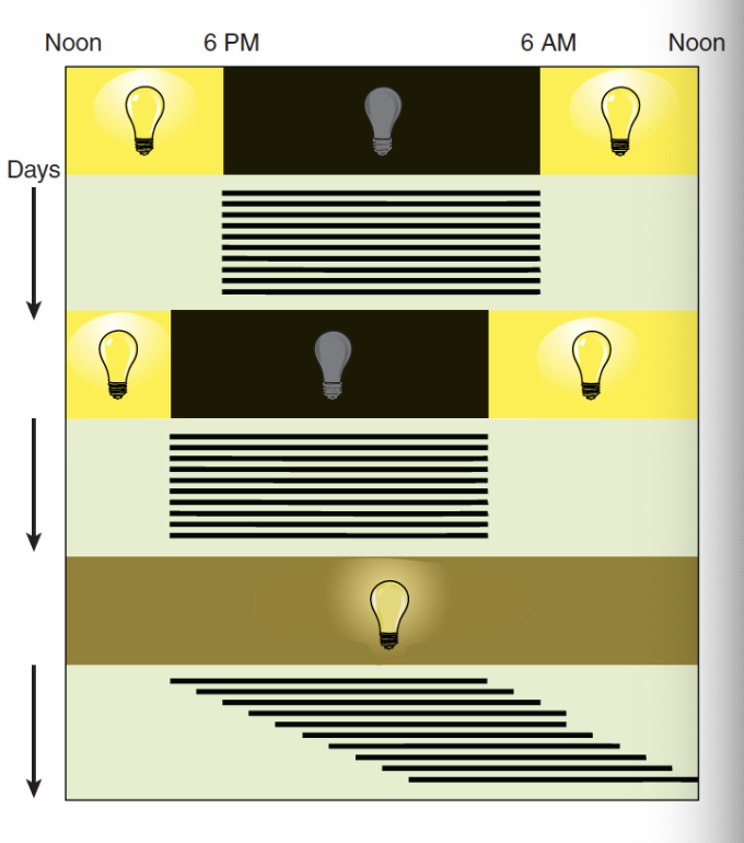 <p>→ behavioural and physiological changes that function on a 24-hour cycle; sleep-wake cycle</p><ul><li><p>Controlled by internal biological clocks that are normally adjusted to daily variation in light levels (but still able to function in the absence of these light levels)</p></li><li><p>However, continuous lack of variation in light levels can significantly skew the cycle</p></li></ul><p></p>