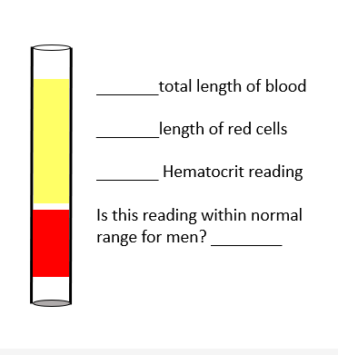 <p><strong>Total length of blood:</strong> Entire column of blood in the tube (red + yellow = 100%).</p><p><strong>Length of red cells:</strong> The red portion at the bottom of the tube, approximately <strong>35–40%</strong> of the total length.</p><p><strong>Hematocrit reading:</strong> <strong>About 38%.</strong></p><p><strong>Is this reading within normal range for men?</strong> <span data-name="cross_mark" data-type="emoji">❌</span> <strong>No</strong>, the normal hematocrit range for men is approximately <strong>41–53%</strong>, so <strong>38% is slightly below normal</strong> (could suggest mild anemia or low red blood cell count).</p>