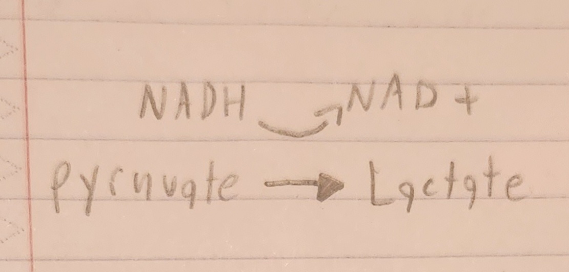 <p><strong>Which diagram is this?</strong></p>