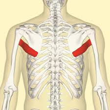 <p>posterior shoulder </p>