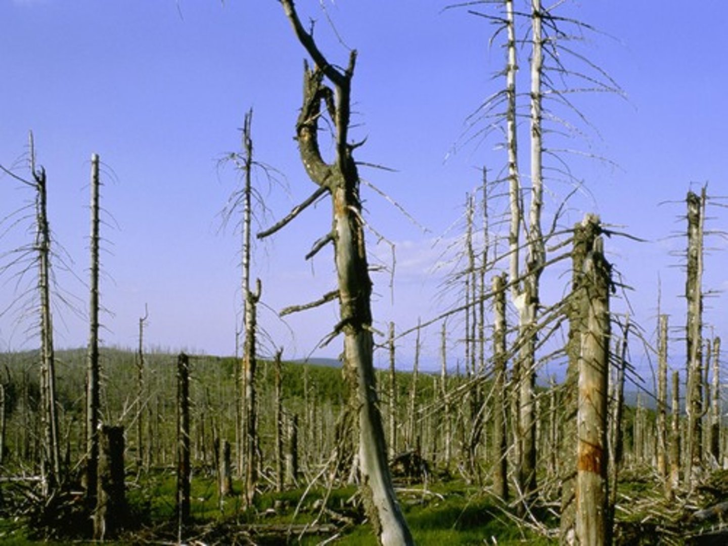 <p>Acids deposited on Earth as rain and snow or as gases and particles that attach to the surfaces of plants, soil, and water.</p>