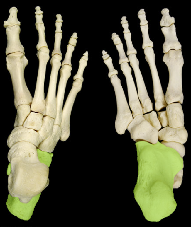 <p>foot</p>