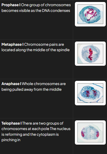 <ul><li><p>pI: homologous pairs of chromosomes visible</p></li><li><p>mI: homologous pairs lined up side by side along equaotr of spindle</p></li><li><p>aI: whole chromosomes being pulled to opposite poles w centromeres intact</p></li><li><p>TI: 2 groups of condensed chromosomes around whcih nuclei membs forming</p></li><li><p>c: cytoplasm dividing and cellm memb pinching inwards forming 2 cells</p></li></ul><p></p>